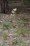 Dogtongue buckwheat